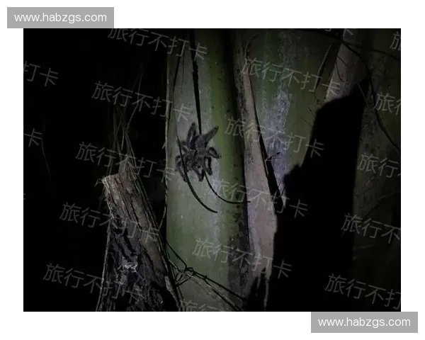 围绕秘鲁赛程表全面解析球队全年征战动态与整体实力走势探秘深度